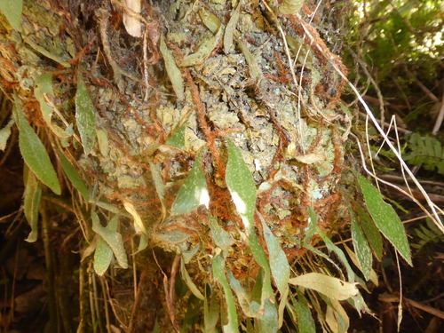 Adetogramma