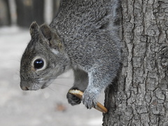Sciurus alleni