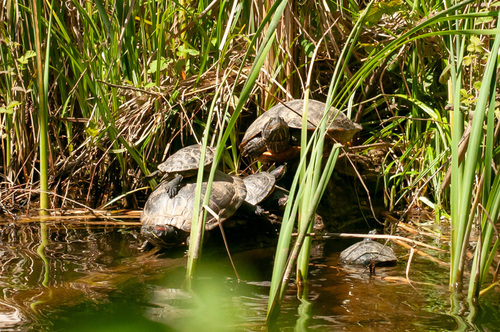 Trachemys scripta