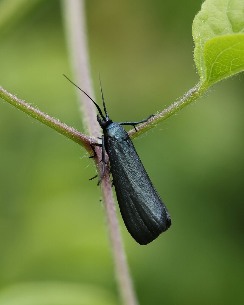 Lymphia chalybella