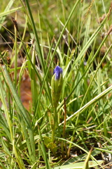 Gentianopsis simplex