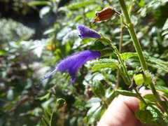 Salvia medusa