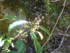Cestrum conglomeratum