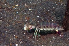 Odontodactylus latirostris