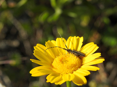 Agapanthia suturalis