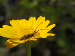 Agapanthia suturalis