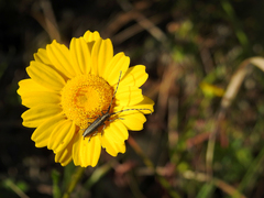 Agapanthia suturalis