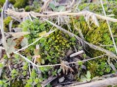 Physcomitrium pyriforme