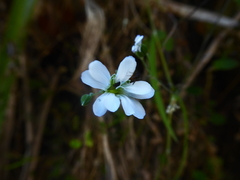 Drymaria grandiflora