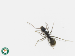 Camponotus cinctellus