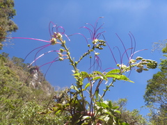 Cleome longifolia