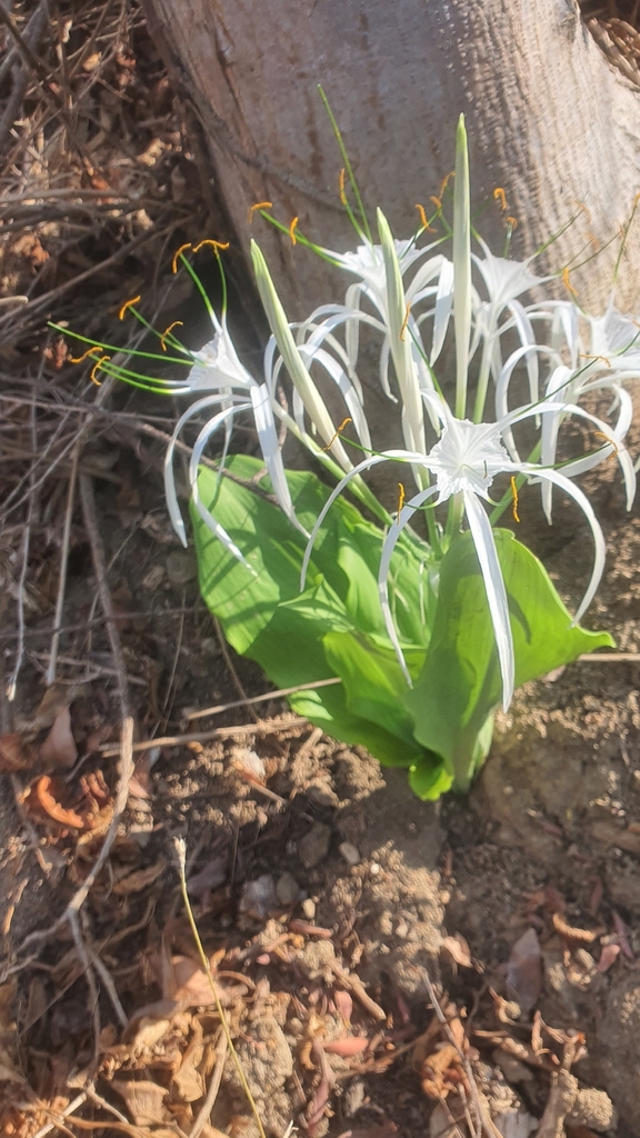 Lirio araña