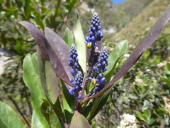 Monnina pseudosalicifolia