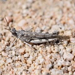 Anconia integra