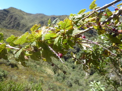 Ribes bolivianum