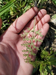 Chaenactis artemisiifolia