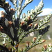 Andicolea leptothamna - Photo (c) danplant,  זכויות יוצרים חלקיות (CC BY-NC), הועלה על ידי danplant