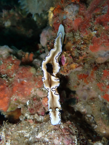 Doriprismatica atromarginata