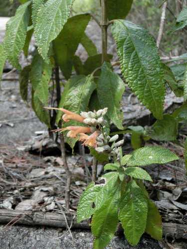 Baorucan Sage (Salvia bahorucona)