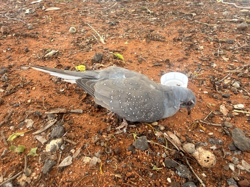 Diamond Dove (Geopelia cuneata), photo 6