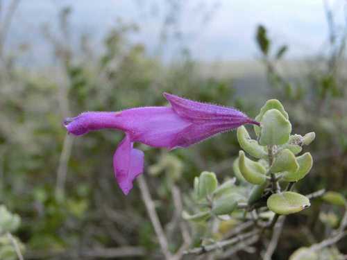 Crater Sage (Salvia decumbens)