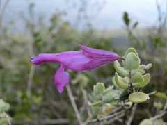 Salvia decumbens