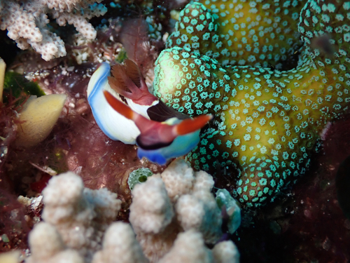 Nembrotha chamberlaini