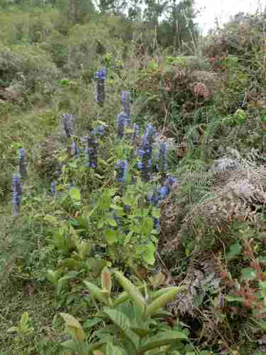 Salvia densiflora
