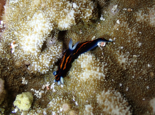 Roboastra gracilis