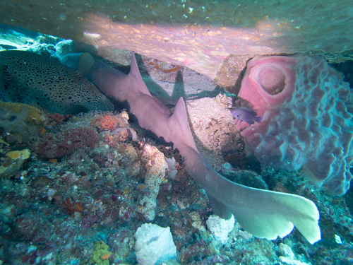 Chiloscyllium punctatum