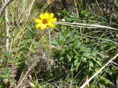 Coreopsis lopez-mirandae