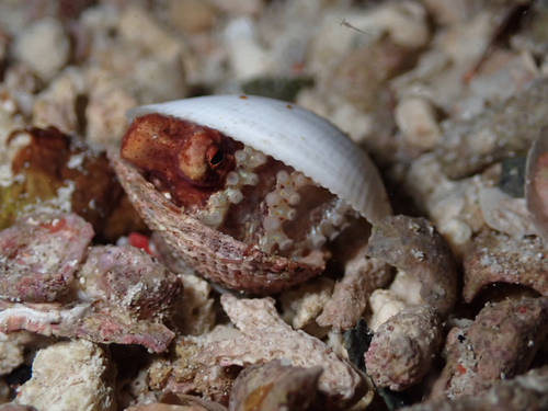 Amphioctopus marginatus