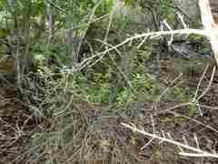 Salvia montecristina