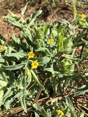 Lithospermum californicum