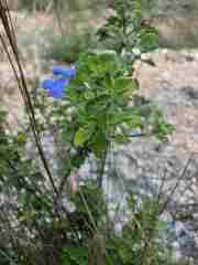Salvia saccifera