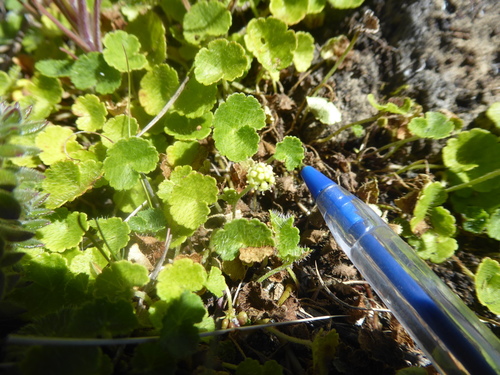 Manyflower marshpennywort (Hydrocotyle incrassata)
