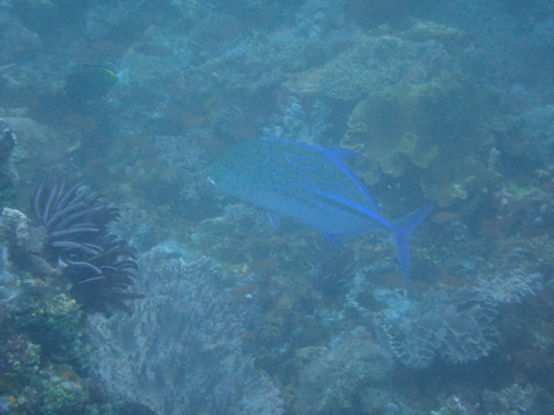 Caranx melampygus
