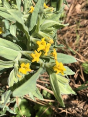 Lithospermum californicum