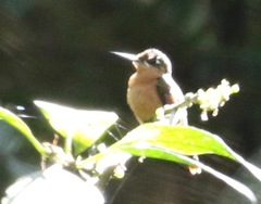 Heliodoxa rubricauda