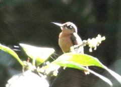 Heliodoxa rubricauda