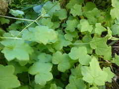 Bowlesia lobata