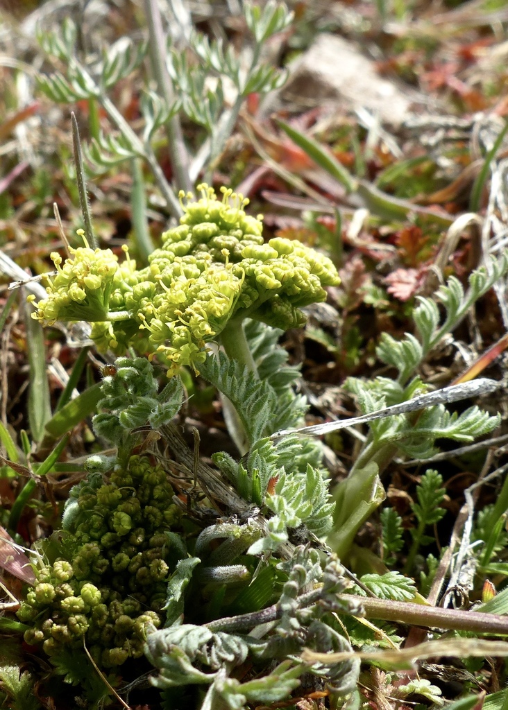 Austin's desert parsley