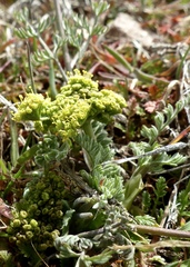 Lomatium austiniae