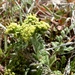 Lomatium austiniae - Photo (c) Emma Wynn,  זכויות יוצרים חלקיות (CC BY-NC), הועלה על ידי Emma Wynn