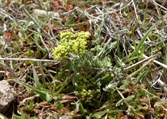Lomatium austiniae