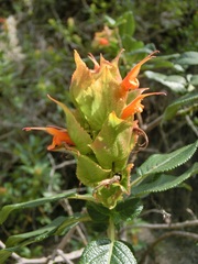 Salvia thormannii