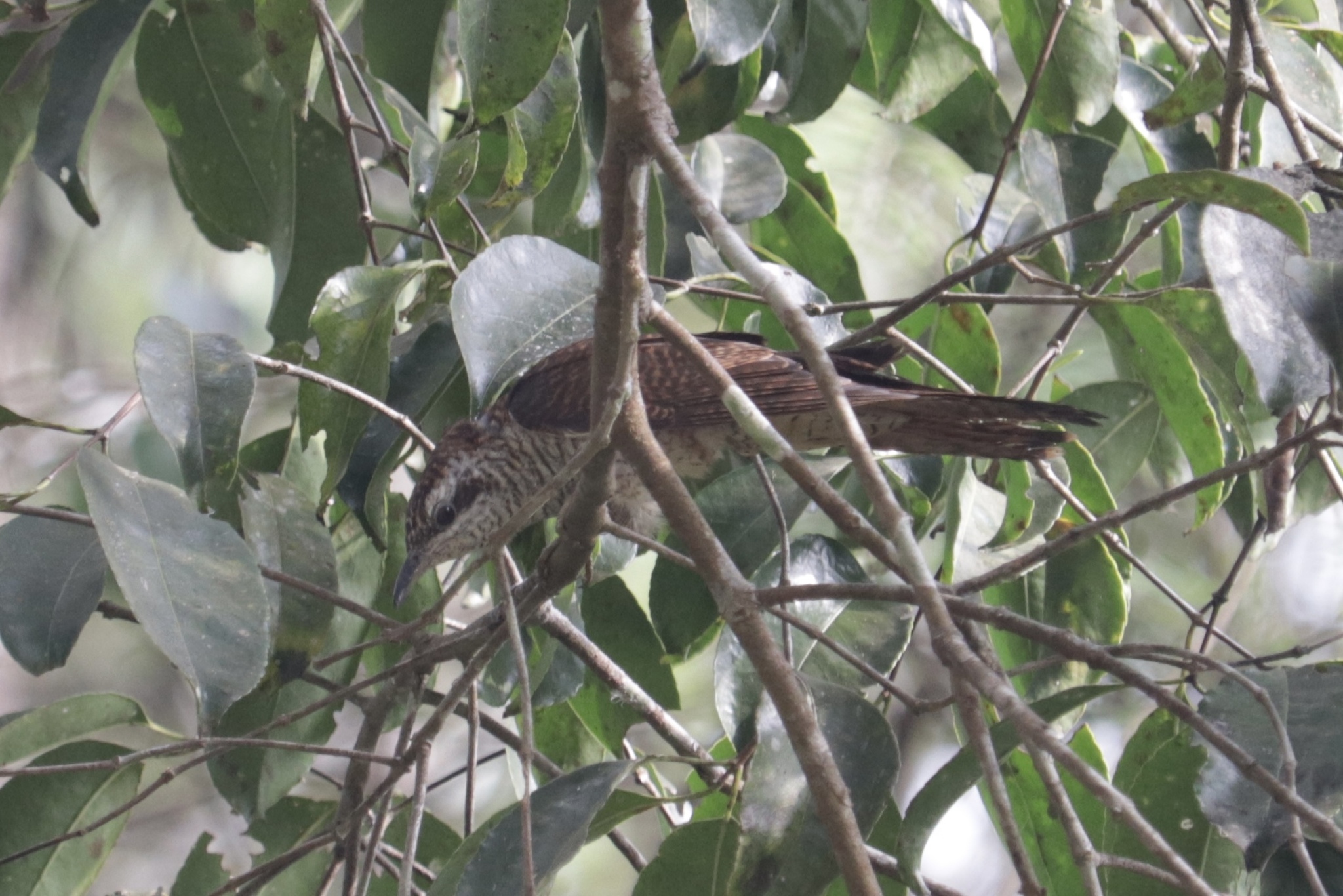 Banded Bay Cuckoo (Cacomantis sonneratii), photo 4