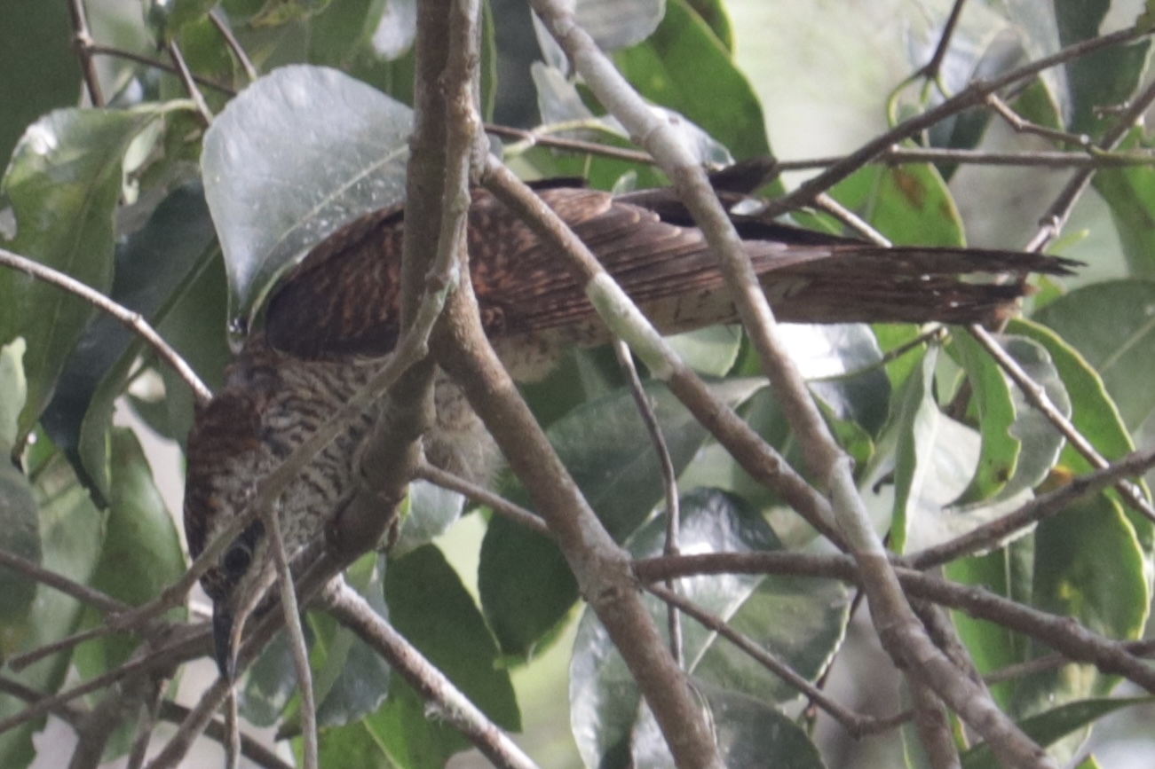 Banded Bay Cuckoo (Cacomantis sonneratii), photo 3