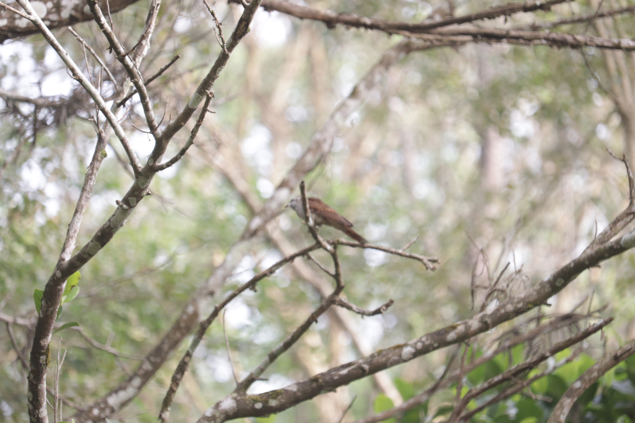 Banded Bay Cuckoo (Cacomantis sonneratii), photo 10