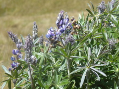 Lupinus ramosissimus